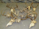 10 DEER SKULLS (ONE $) TAXIDERMY