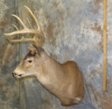 WHITETAIL SH MT TAXIDERMY