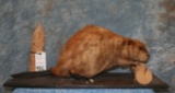 LIFESIZE BEAVER MOUNT TAXIDERMY