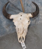 LARGE HERD BULL BISON SKULL  TAXIDERMY