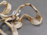3 SETS OF SHARK JAWS (3x$)  TAXIDERMY