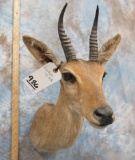 REEDBOK SH MT  TAXIDERMY