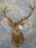 RED STAG SH MT TAXIDERMY