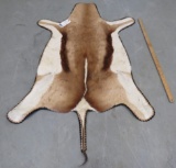 FELTED SPRINGBOK HIDE TAXIDERMY
