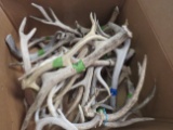 BOX OF 30LBS OF ANTLERS  TAXIDERMY
