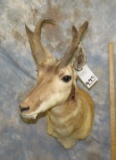 PRONGHORN SH MT TAXIDERMY