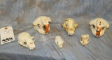 6 SKULLS (6X$) TAXIDERMY