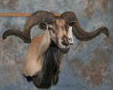 CORSICAN SHEEP SH MT  TAXIDERMY