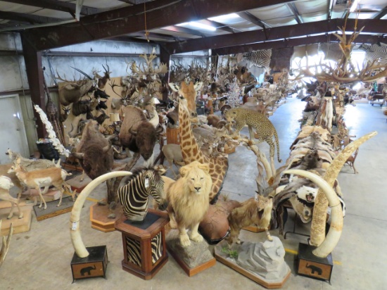 HUGE 3 DAY TAXIDERMY KING SALE - DAY 03