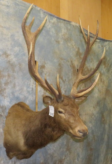 RED STAG SH MT TAXIDERMY
