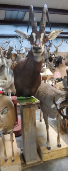 SABLE PED MT  TAXIDERMY