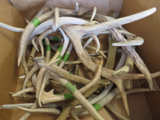 BOX OF 30LBS OF ANTLERS  TAXIDERMY