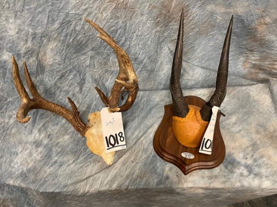 BUSHBUCK HORNS ON PLAQUE & EURO W/T (2x$)