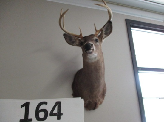 taxidermy White tail deer shoulder Mount