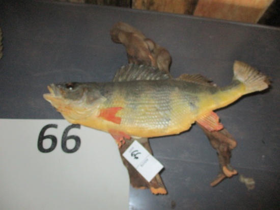 Perch fish taxidermy mount