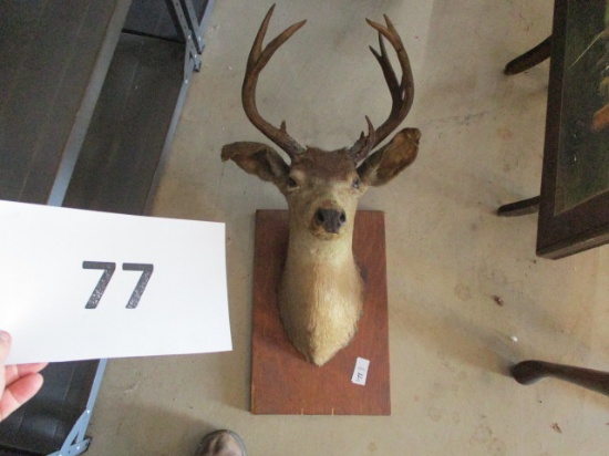 12 point Mule Deer mount taxidermy