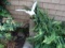 Outdoor Seagull and Ceramic Flower Pot