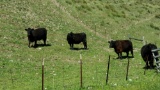 SMALL HERD OF BLACK COWS (4)