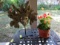 CORAL Man decoration and outdoor living plant