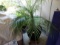 Outdoor Living Palm