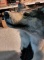 TAXIDERMY ALASKAN WOLF