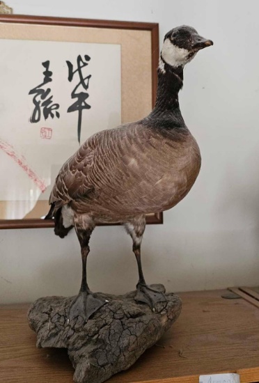 CANADIAN GOOSE TAXIDERMY