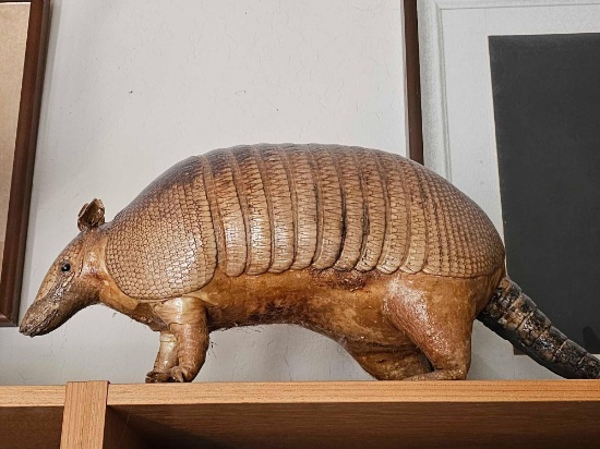 FULL SIZE TAXIDERMIED ARMADILLO