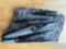 ORTHOCERAS FOSSIL