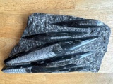 ORTHOCERAS FOSSIL
