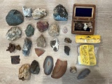 FOSSILS- ROCKS -AND SHELLS