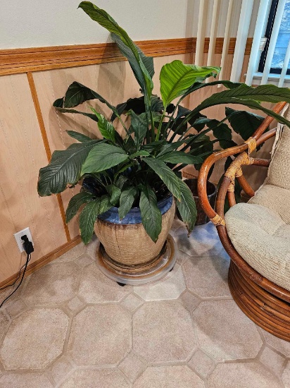 LARGE INDOOR PEACE LILLY FLOWER - PLANT