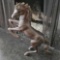 BRONZE HORSE STATUE