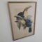 CHARLES HULLMANDEL TOUCAN PRINTS