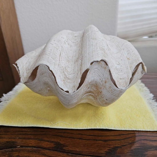 THE CLAM SHELL