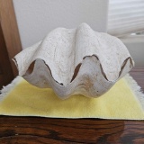 THE CLAM SHELL