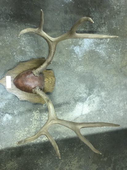 Antler Mount