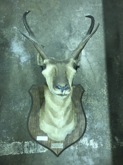 Pronghorn Mount