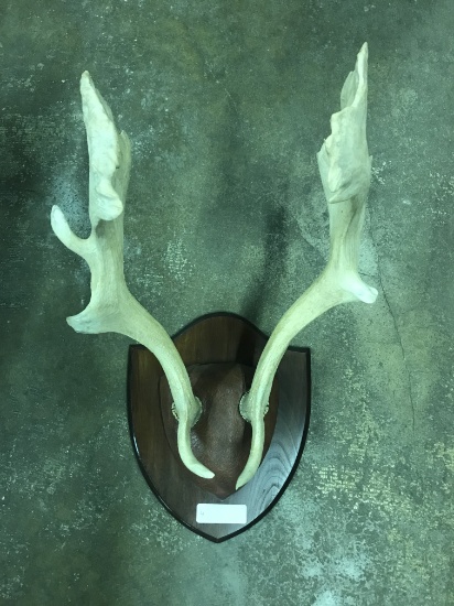 Moose Antler Mount