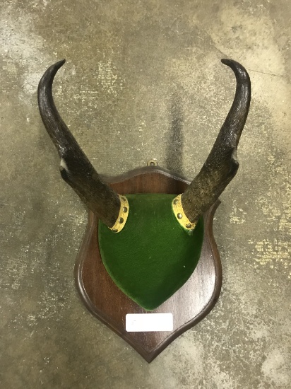 Pronghorn Antler Mount