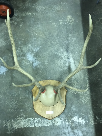 Elk Antler Mount