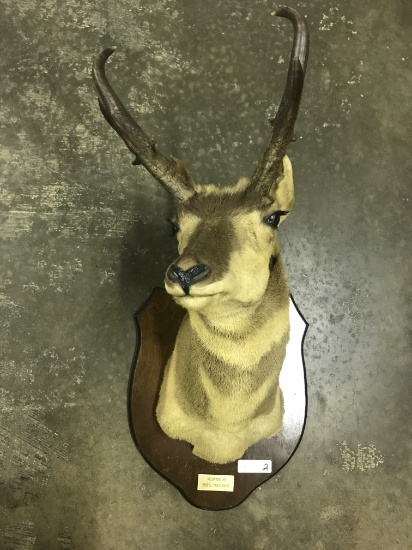 Pronghorn Mount