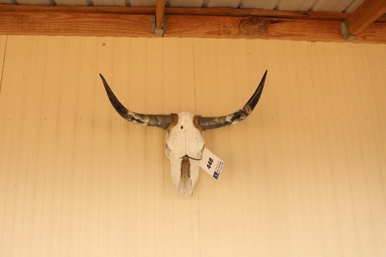 COW SKULL