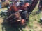 Jacobsen Reel Mower