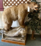 BROWN BEAR TAXIDERMY MOUNT