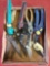 Several pruning shears and pliers