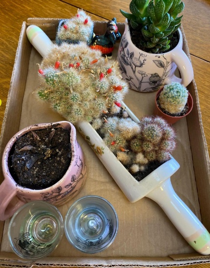 Planters and shot glasses