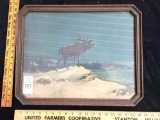 Framed lone elk looking right