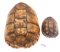 2 Turtle Shells