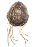 Modern Turtle Shell Shield