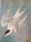 c1946 Audubon Print, #240 Roseate Tern